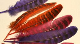 Pheasant Feathers Wallpaper Background