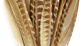 Pheasant Feathers Wallpaper Download