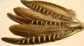Pheasant Feathers Wallpaper For Desktop