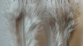 Pheasant Feathers Wallpaper For IPhone 6