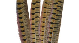 Pheasant Feathers Wallpaper For IPhone Download