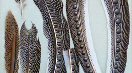 Pheasant Feathers Wallpaper Gallery