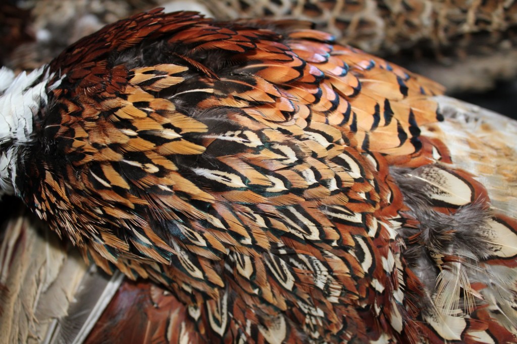Pheasant Feathers wallpapers HD