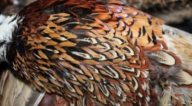 Pheasant Feathers Wallpaper HD