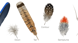 Pheasant Feathers Wallpaper High Definition