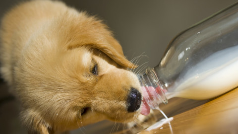 Puppy Milk wallpapers high quality