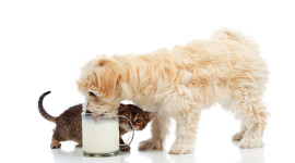 Puppy Milk Image Download