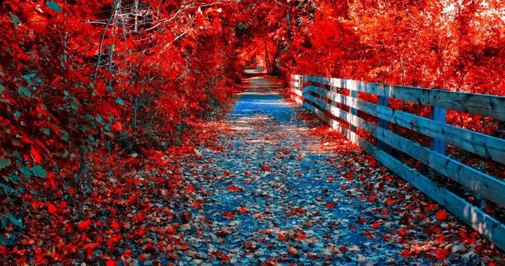 4K Red Autumn wallpapers HD