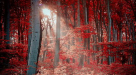 4K Red Autumn Desktop Wallpaper