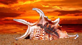 4K Shellfish Shell Image Download