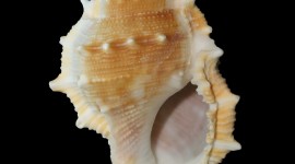 4K Shellfish Shell Wallpaper For IPhone