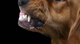 Dog Bite Wallpaper For Desktop