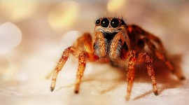 Earth Spiders Desktop Wallpaper Free
