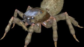 Earth Spiders High Quality Wallpaper