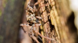 Earth Spiders Wallpaper Download