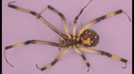 Earth Spiders Wallpaper Gallery