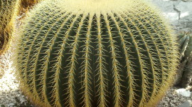 Echinocactus Photo Free