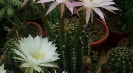 Echinopsis Wallpaper For Android