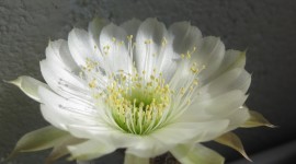 Echinopsis Wallpaper For IPhone Free