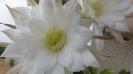 Echinopsis Wallpaper For Mobile