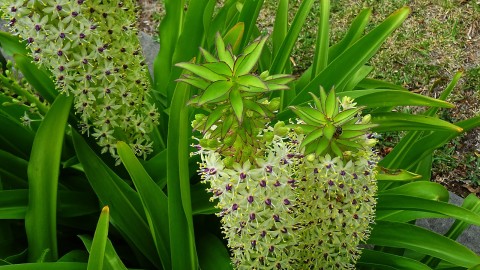 Eucomis wallpapers high quality
