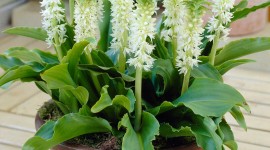 Eucomis Wallpaper For Android