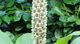 Eucomis Wallpaper For Android#1