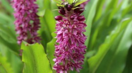 Eucomis Wallpaper For IPhone Download