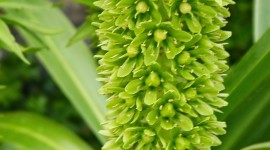 Eucomis Wallpaper For The Smartphone