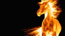 Fire Horse Wallpaper For PC