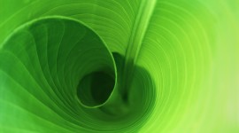 Green Swirl Photo