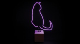 Neon Cat Photo