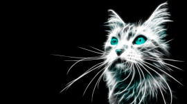 Neon Cat Picture Download