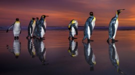 Penguins North Sunrise Desktop Wallpaper