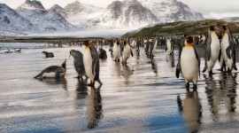 Penguins North Sunrise Wallpaper For PC