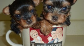 Puppy Cup Photo