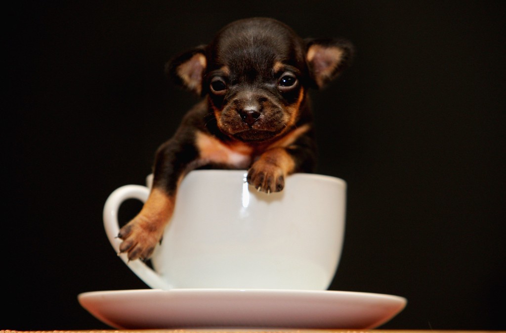 Puppy Cup wallpapers HD