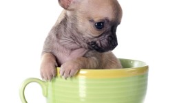Puppy Cup Wallpaper Free