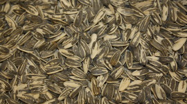Salted Seeds Wallpaper 1080p