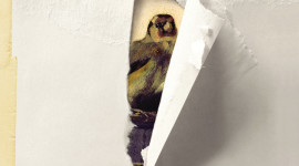 The Goldfinch Wallpaper For IPhone