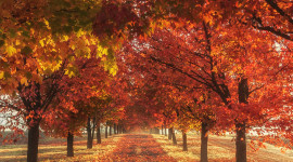 4K Autumn Season Wallpaper For IPhone