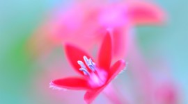 4K Flower Stamens Image