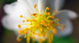 4K Flower Stamens Photo Free