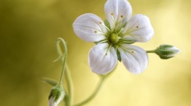 4K Flower Stamens Picture Download