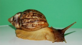 Achatina Snail Wallpaper