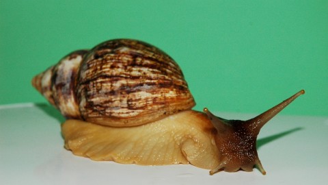 Achatina Snail wallpapers high quality