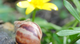 Achatina Snail Wallpaper For IPhone