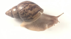 Achatina Snail Wallpaper For IPhone Free