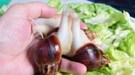Achatina Snail Wallpaper For PC