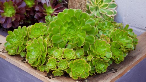 Aeonium wallpapers high quality